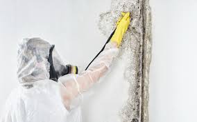 Best Mold Damage Restoration  in Crystal City, MO